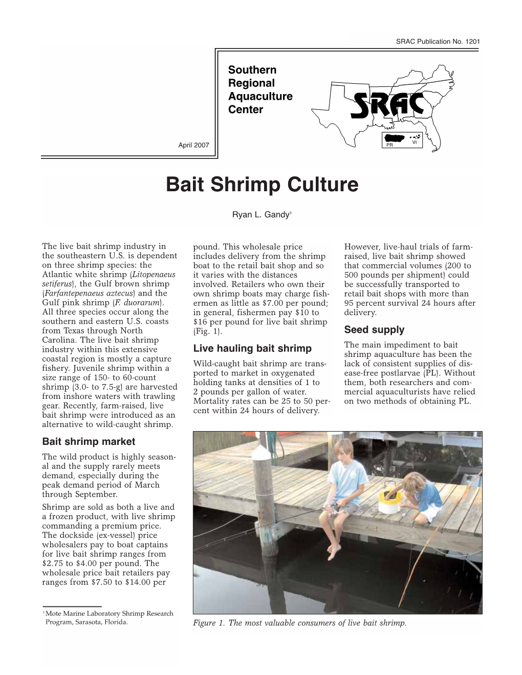Bait Shrimp Culture