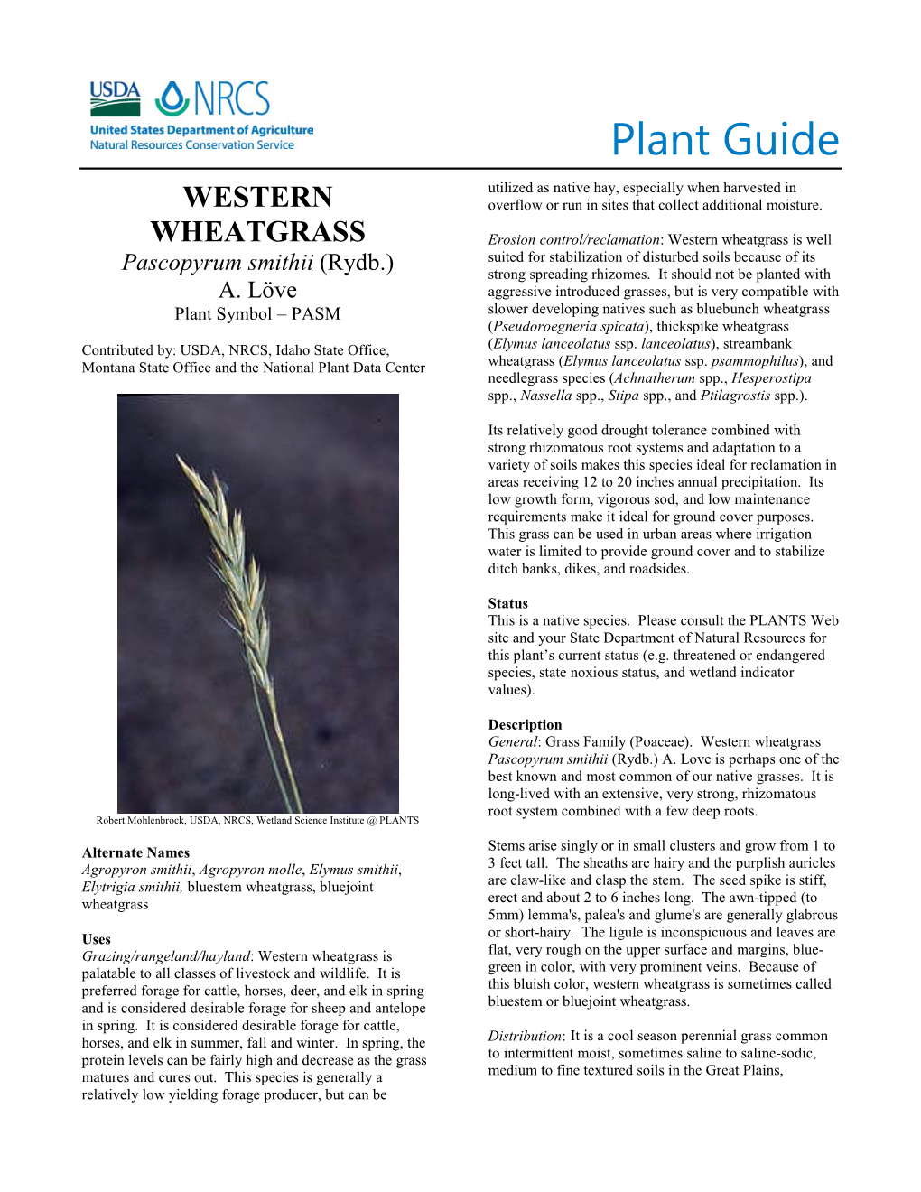 Plant Guide for Western Wheatgrass (Pascopyrum Smithii)