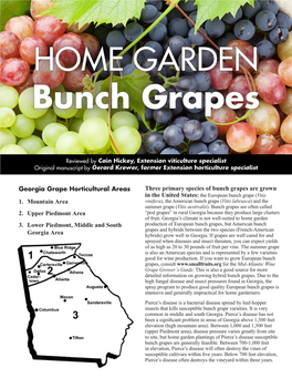 HOME GARDEN Bunch Grapes