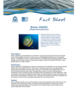 Fact Sheet Brown Jellyfish