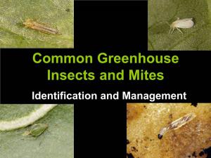 Common Greenhouse Insects and Mites Identification and Management the List of Common Greenhouse Insects and Mites in Colorado Is a Fairly Short One