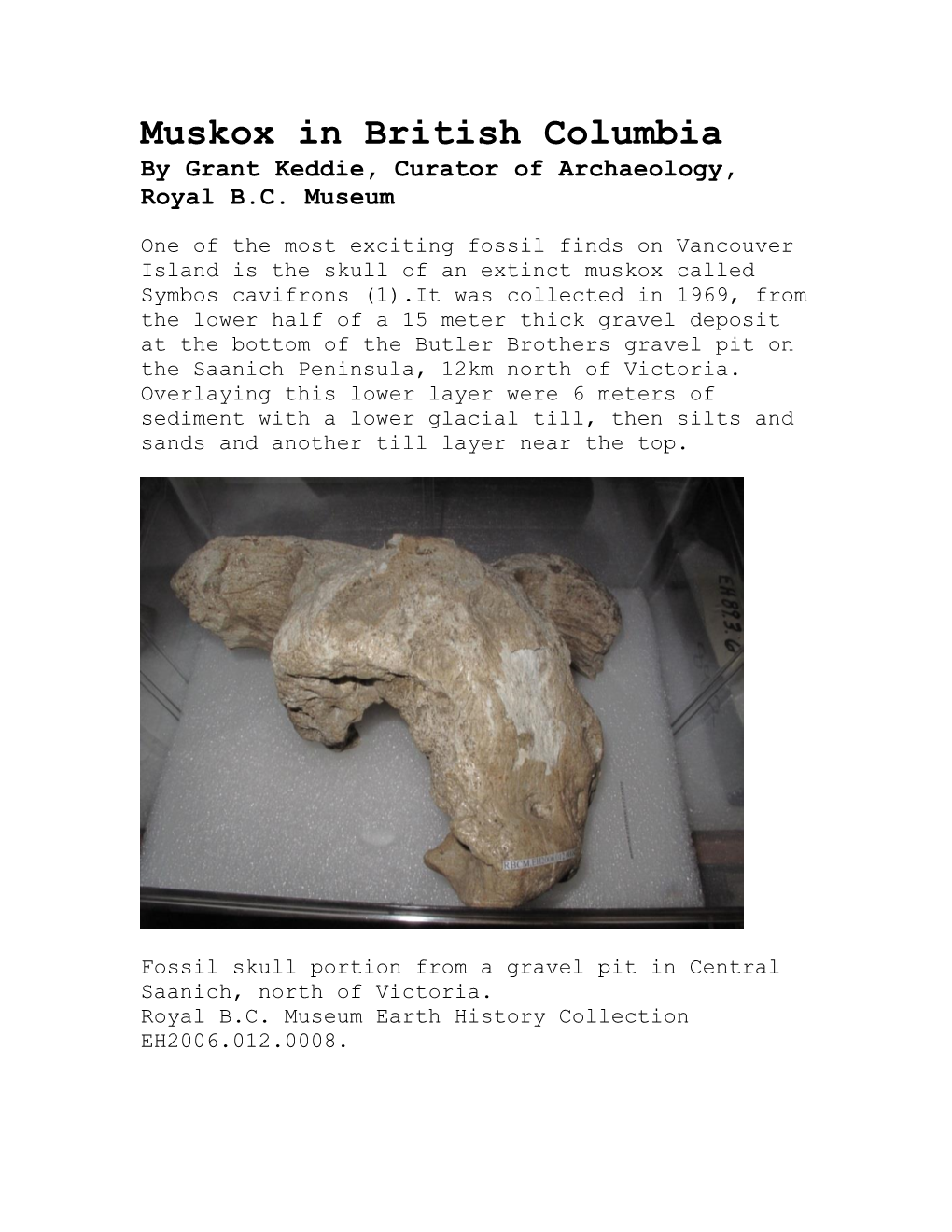 Muskox in British Columbia by Grant Keddie, Curator of Archaeology, Royal B.C