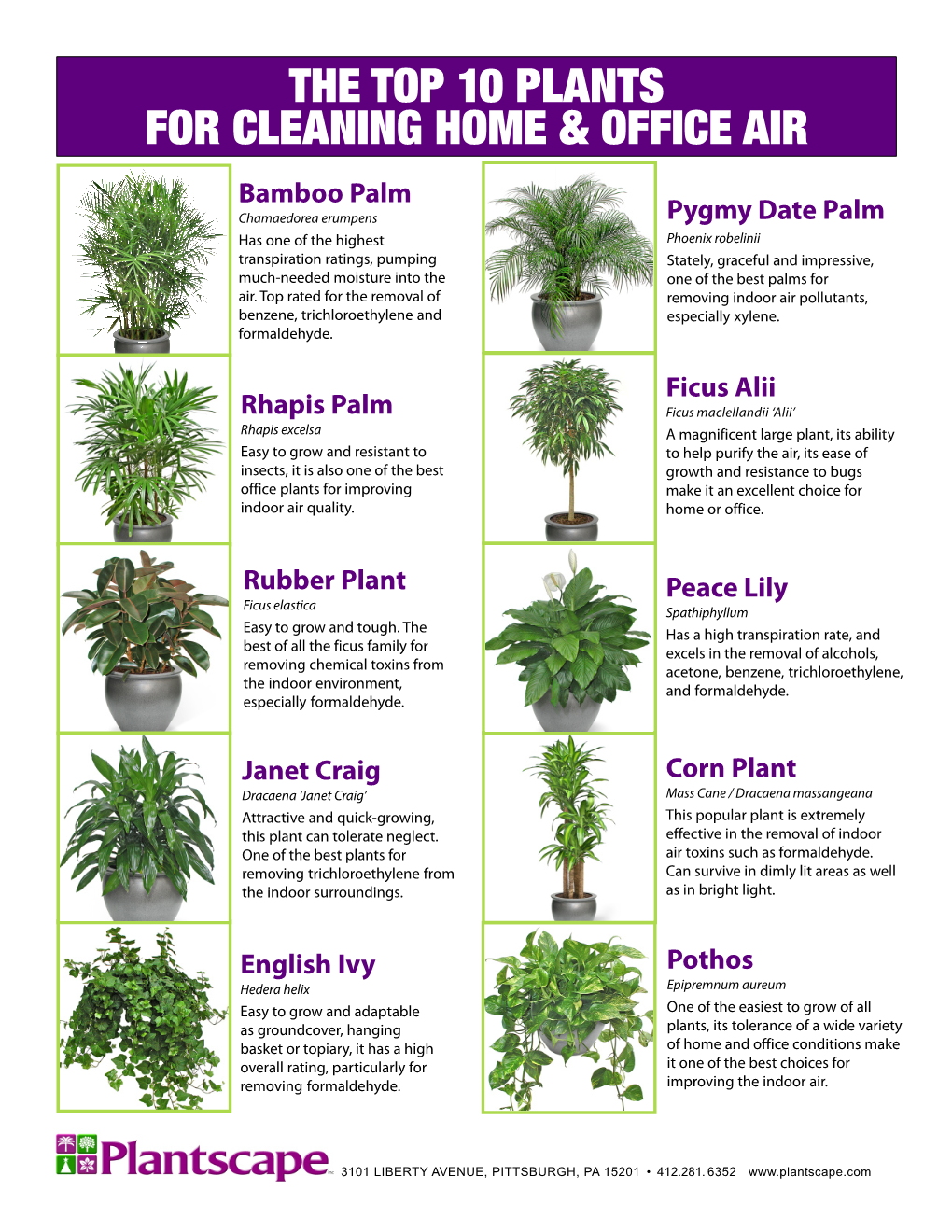 Ten Best Plants