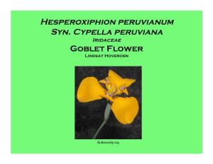 Hesperoxiphion Peruvianum Syn. Cypella Peruviana Iridaceae Goblet Flower Lindsay Hoverosn