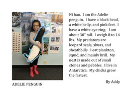ADELIE PENGUIN Ni Hao. I Am the Adelie Penguin. I Have a Black Head