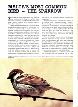 MALTA's Lviost Colvilvion BIRD - the SPARROW