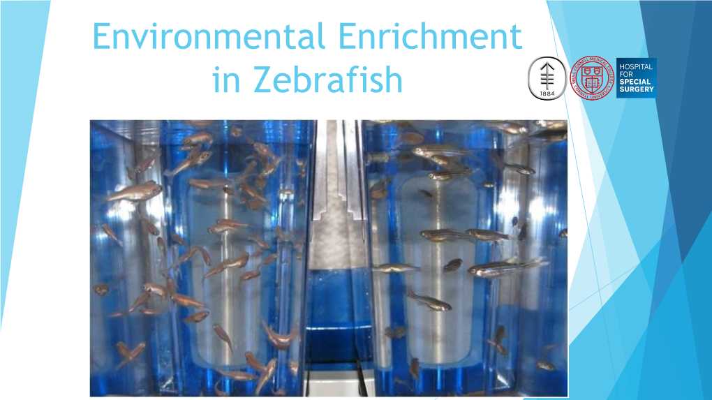 Environmental Enrichment in Zebrafish