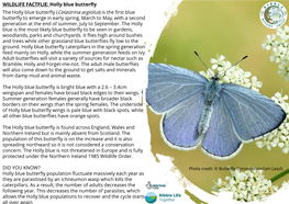 WILDLIFE FACTFLIE: Holly Blue Butterfly The