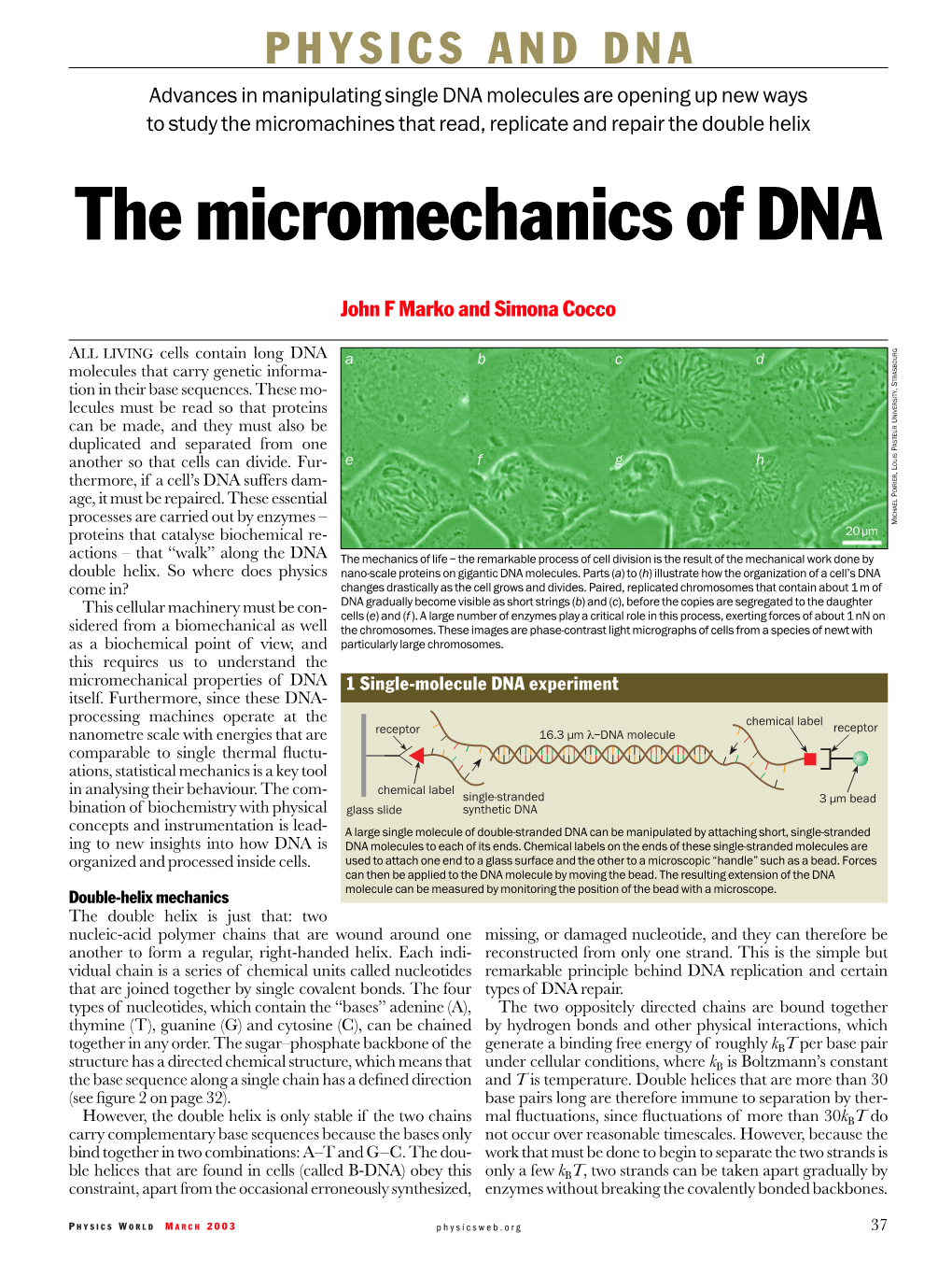 The Micromechanics of DNA
