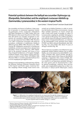 Potential Symbiosis Between the Bathyal Sea Cucumber &lt;Em&gt;Orphnurgus&lt;/Em&gt; Sp. (Elasipodida, Deimatidae) and the Amphi