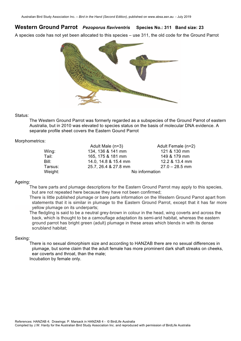 Western Ground Parrot Pezoporus Flaviventris Species