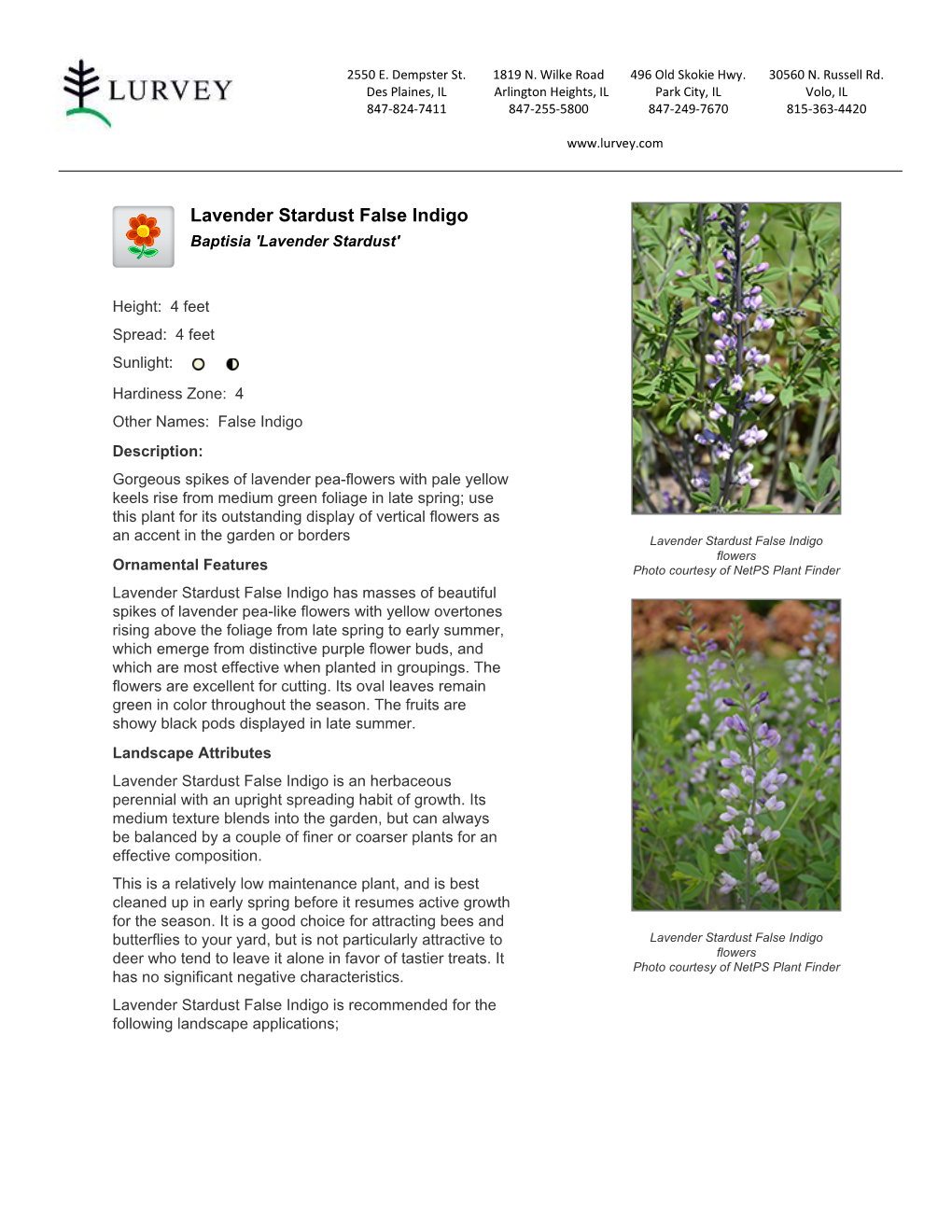 Lurvey Garden Center Lavender Stardust False Indigo