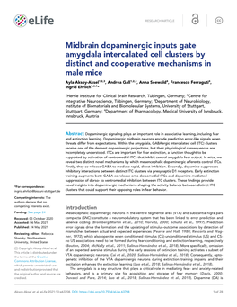 Midbrain Dopaminergic Inputs Gate Amygdala Intercalated Cell
