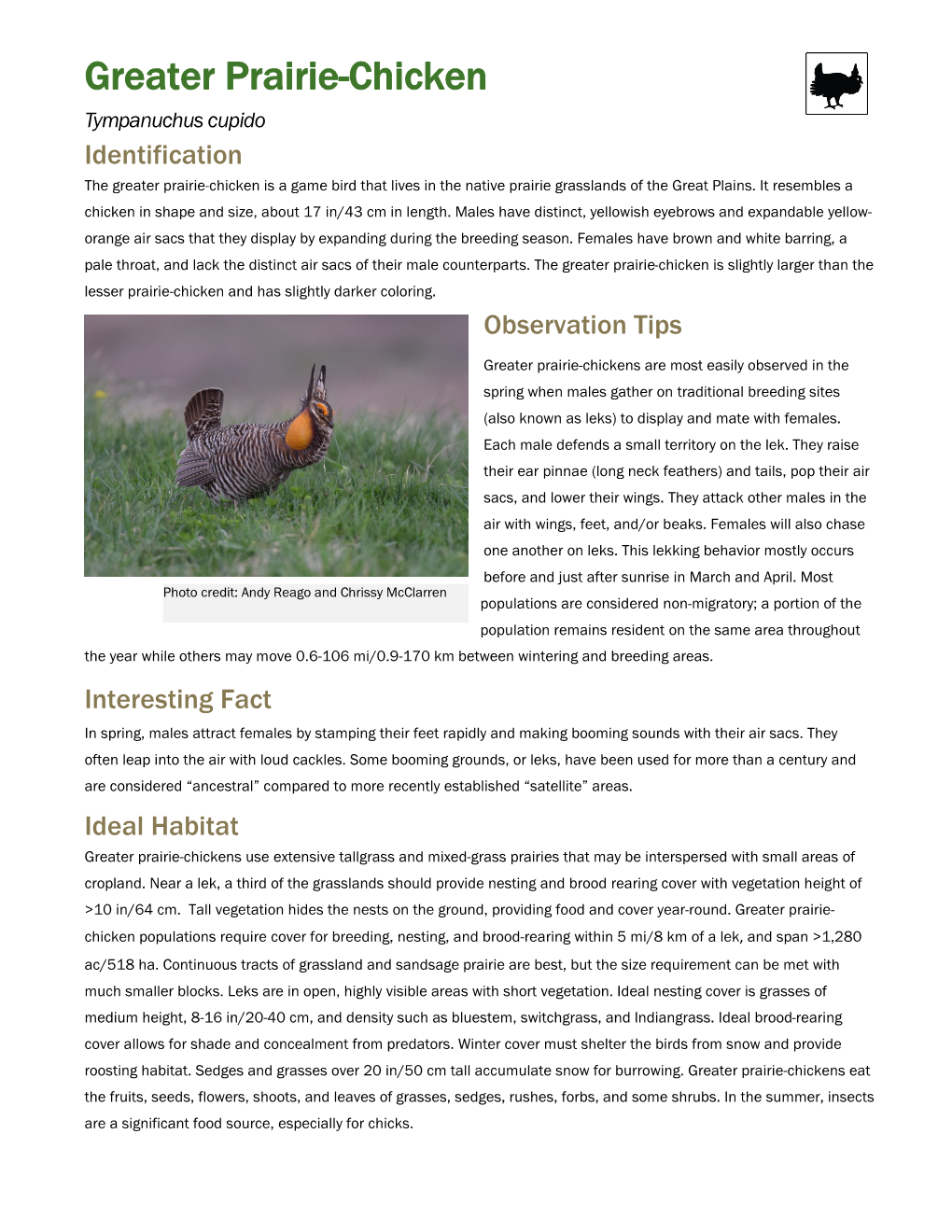 Greater Prairie-Chicken Tympanuchus Cupido Identification the Greater Prairie-Chicken Is a Game Bird That Lives in the Native Prairie Grasslands of the Great Plains