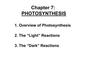 Chapter 7: PHOTOSYNTHESIS