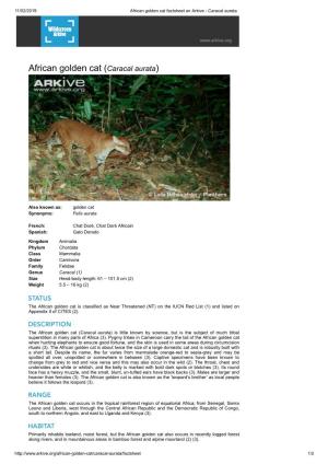 African Golden Cat Factsheet on Arkive - Caracal Aurata
