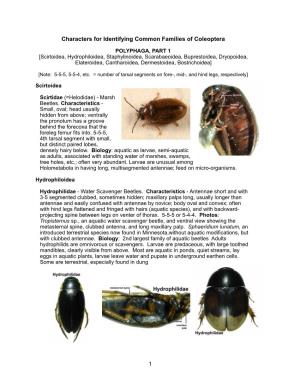 19 Polyphaga I.Pages