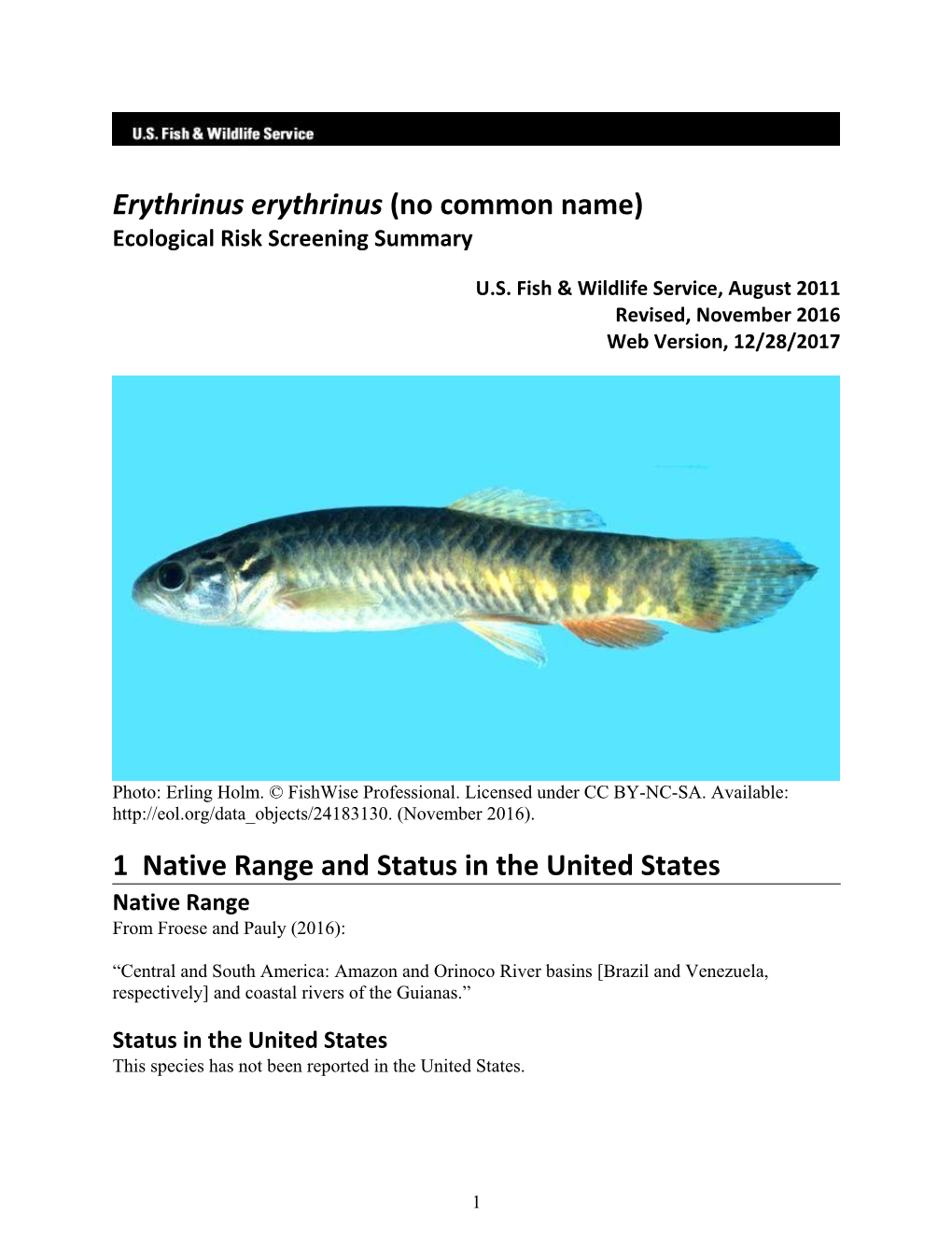 Erythrinus Erythrinus (No Common Name) Ecological Risk Screening Summary