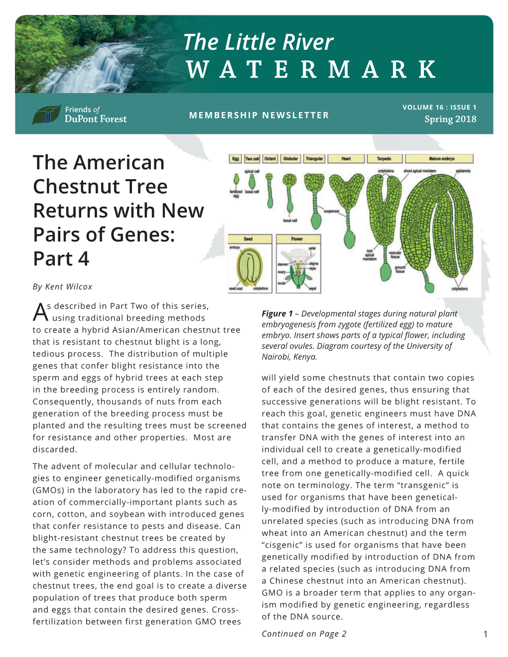 The American Chestnut Tree Returns with New Pairs of Genes: Part 4