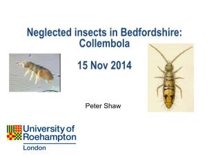 Neglected Insects in Bedfordshire: Collembola 15 Nov 2014