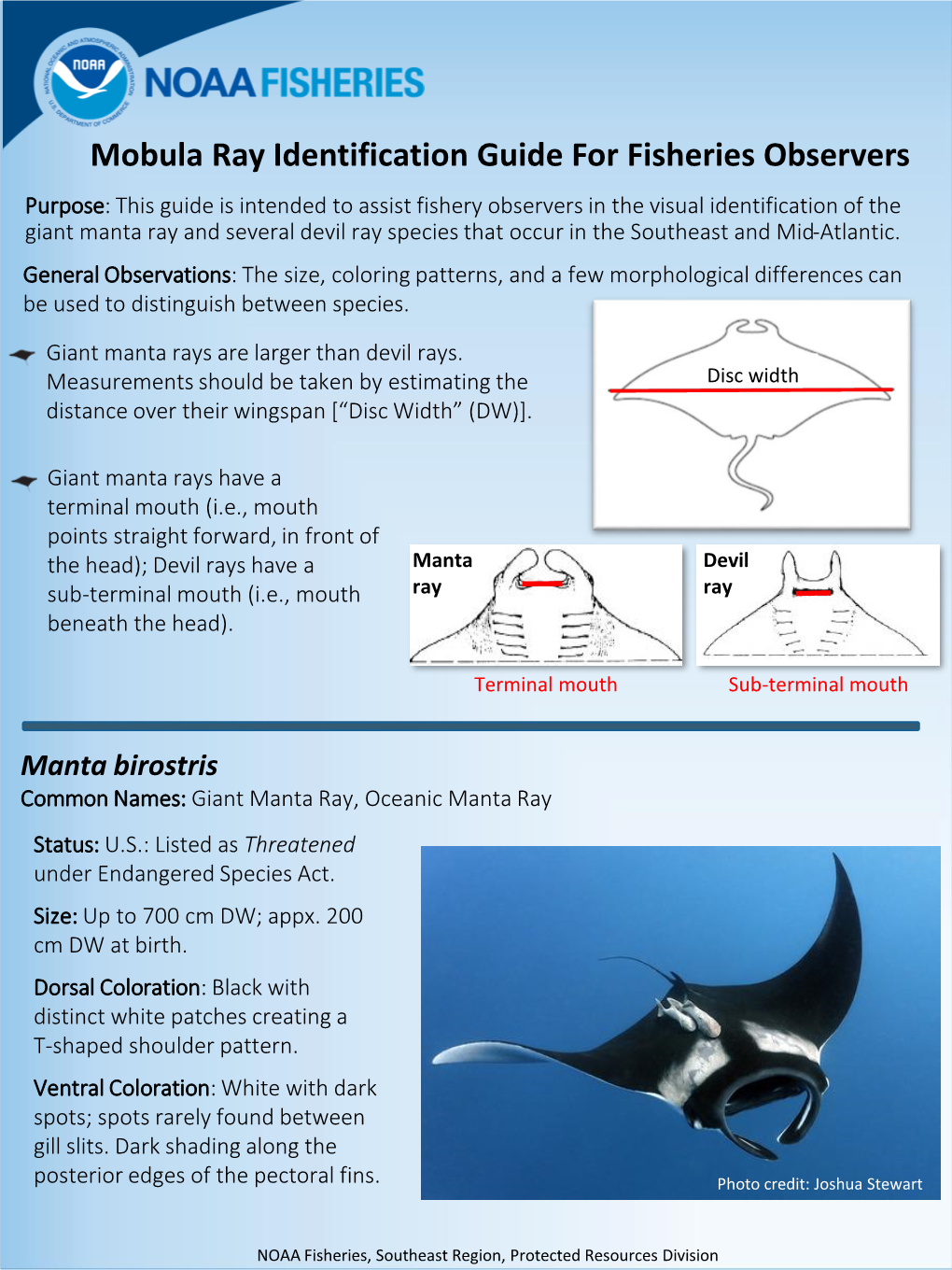 Manta and Mobula Identification Guide Southeast Regional Office - DocsLib