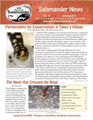 Salamander News
