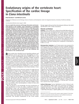 Evolutionary Origins of the Vertebrate Heart: Specification of the Cardiac Lineage in Ciona Intestinalis