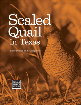 Scaled Quail in Texas