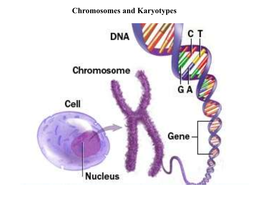Chromosomes and Karyotypes