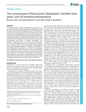 Strepsiptera: Xenidae) Have Green- and UV-Sensitive Photoreceptors Marisano James1, Sri Pratima Nandamuri2,*, Aaron Stahl2 and Elke K