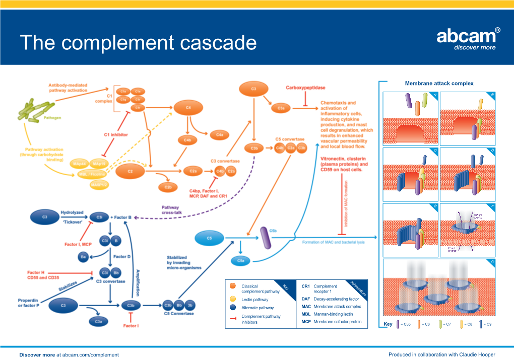 The Complement Cascade