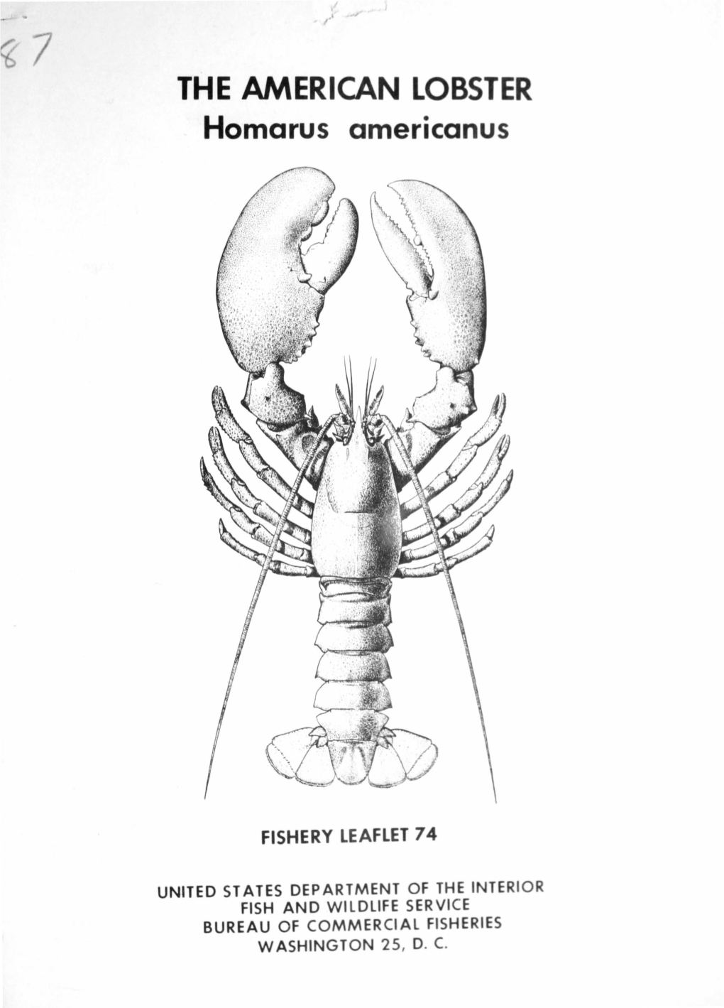 THE AMERICAN LOBSTER Homarus Americanus