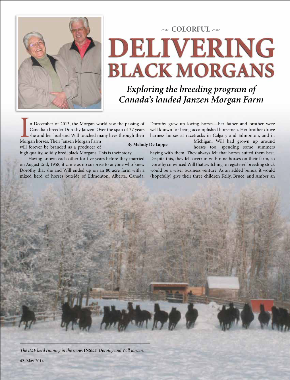 Exploring the Breeding Program of Canada's Lauded Janzen Morgan