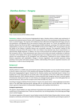 Dianthus Diutinus – Hungary
