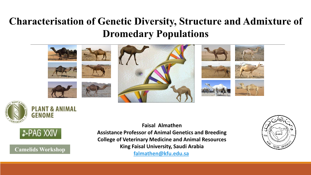 Genetic Improvement of Dromedary Camels Camelus Dromedarius