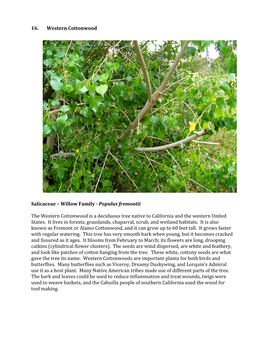 16. Western Cottonwood Salicaceae – Willow Family -‐ Populus Fremontii