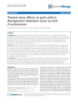 Thermal Stress Effects on Grain Yield in Brachypodium Distachyon Occur Via H2A