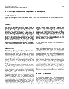 Proneural Genes Influence Gliogenesis in Drosophila
