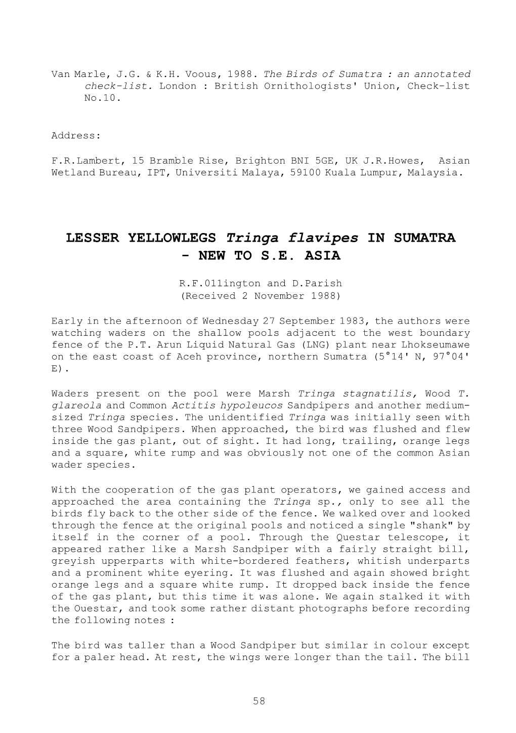 LESSER YELLOWLEGS Tringa Flavipes in SUMATRA - NEW to S.E
