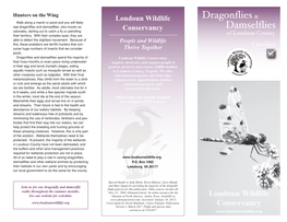 Dragonflies Damselflies