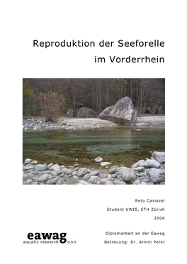 Reproduktion Der Seeforelle Im Vorderrhein