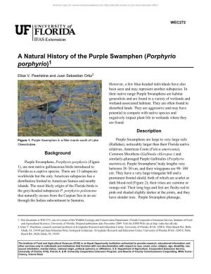 A Natural History of the Purple Swamphen (Porphyrio Porphyrio)1
