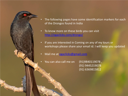 Identification for Drongo