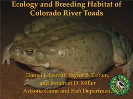 Ecology and Breeding Habitat of Colorado River Toads