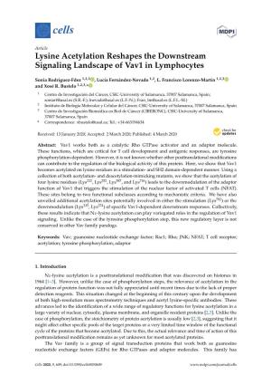 Lysine Acetylation Reshapes the Downstream Signaling Landscape of Vav1 in Lymphocytes