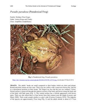 Pseudis Paradoxa (Paradoxical Frog)