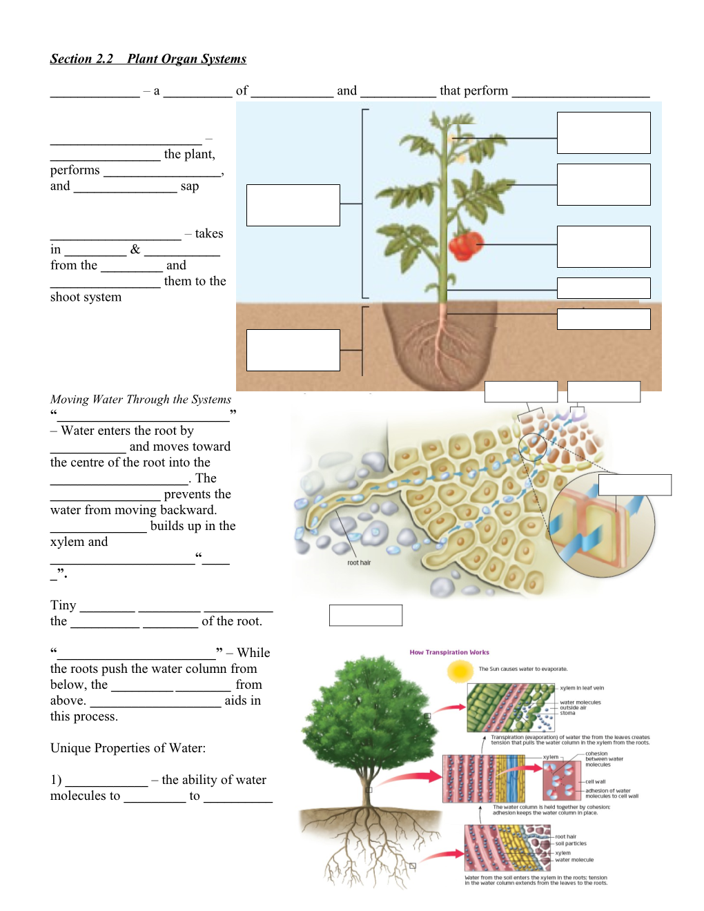 Section 2.2 Plant Organ Systems