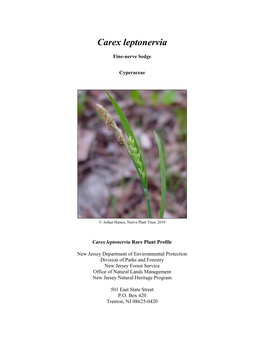 Carex Leptonervia