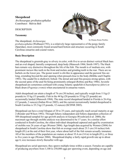 Sheepshead Archosargus Probatocephalus Contributor: Melvin Bell