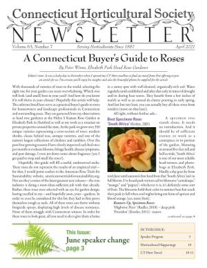 A Connecticut Buyer's Guide to Roses